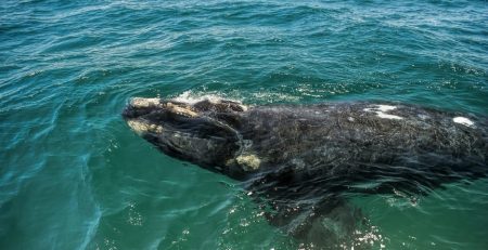 A new species of Whale has been discovered in Antartica recorded by researchers