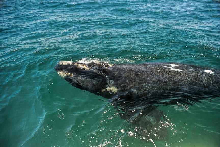 A new species of Whale has been discovered in Antartica recorded by researchers