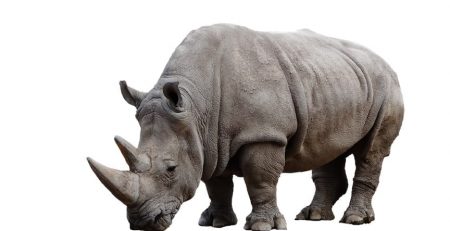 Nothern White Rhino is on verge of extinction with the only male recently passing away