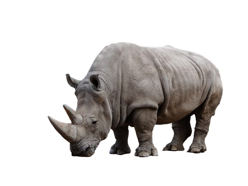 Nothern White Rhino is on verge of extinction with the only male recently passing away