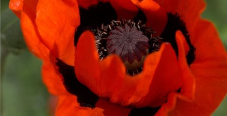 Close up of a bright red poppy flower