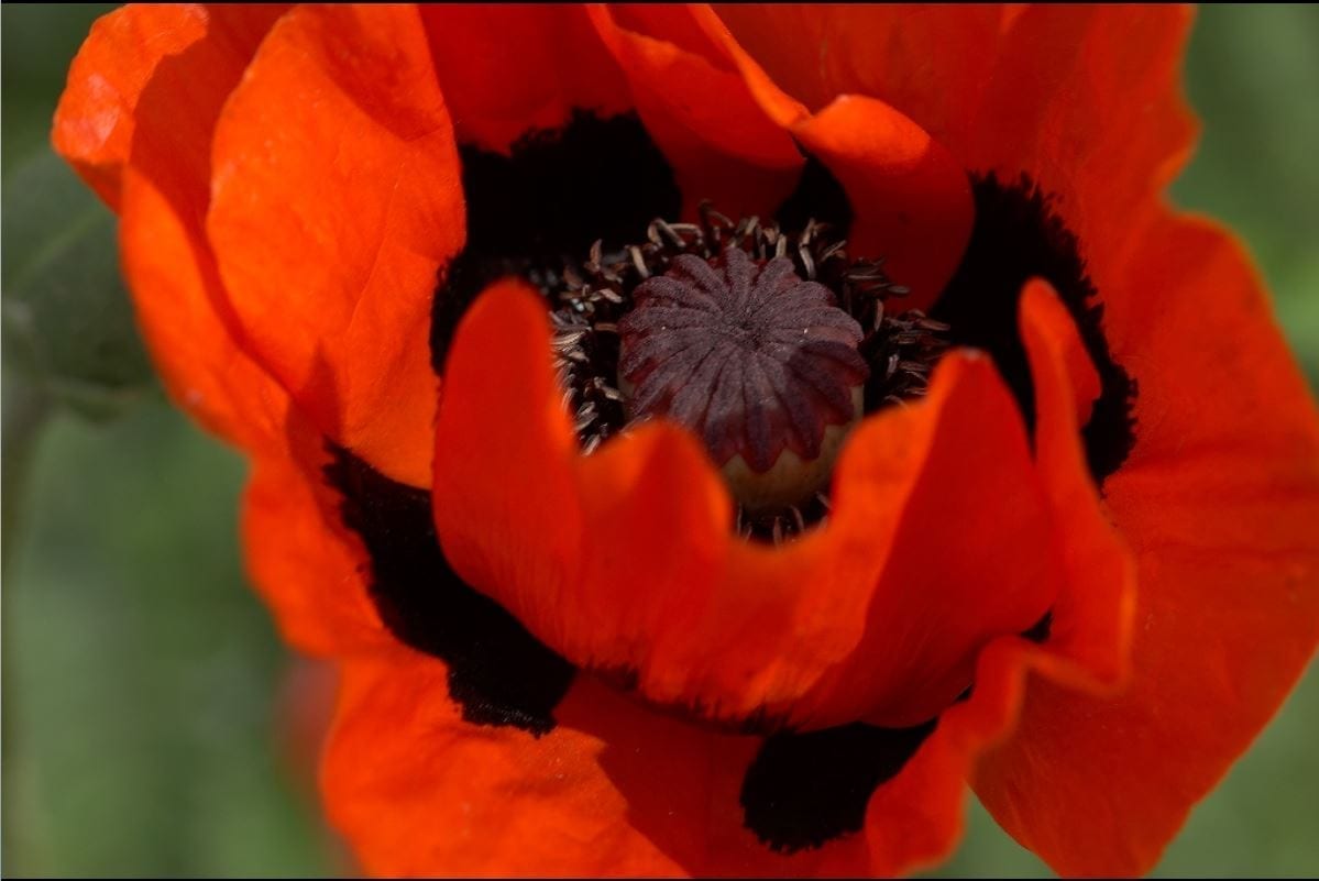 Close up of a bright red poppy flower
