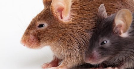 Old Mice Given Young Blood Rejuvenates Brains and Muscles article by The Lab World Group (AUTH='TheLabWorldGroup')