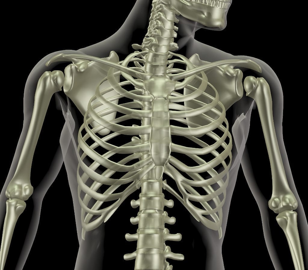 CGI generated image of skeleton