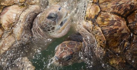 sea turtles sense season change in their head, this tells them when to go back home, dead sea turtles were found that theirs didn't function as well