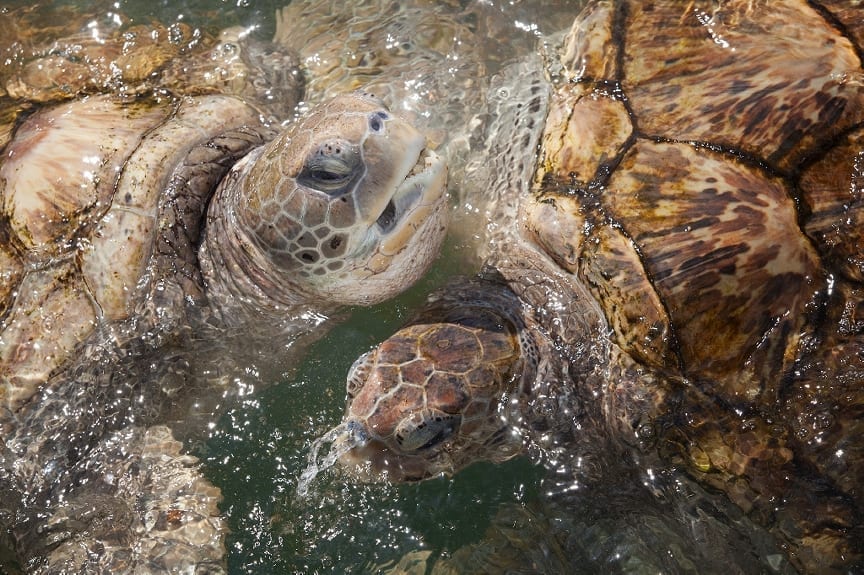 sea turtles sense season change in their head, this tells them when to go back home, dead sea turtles were found that theirs didn't function as well