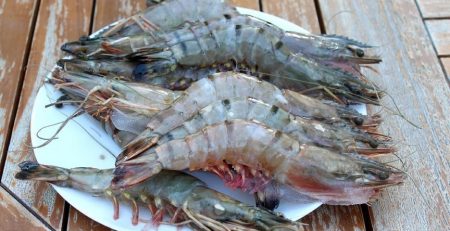 odd creature found by couple fishing, identified as a mantis shrimp, lives in burrow on sea floor