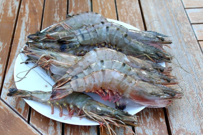 odd creature found by couple fishing, identified as a mantis shrimp, lives in burrow on sea floor