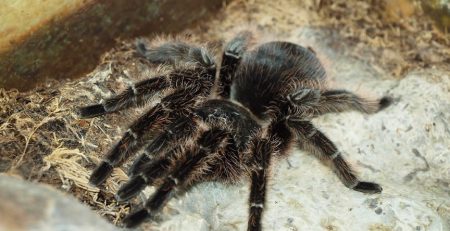 large spider feeds on gecko, uses venom to immobilize it