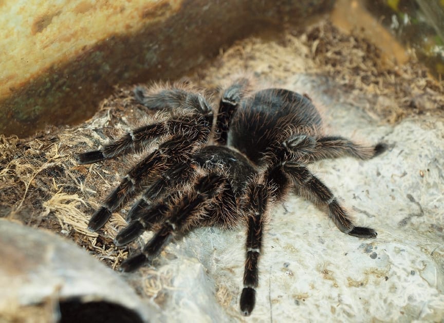 large spider feeds on gecko, uses venom to immobilize it