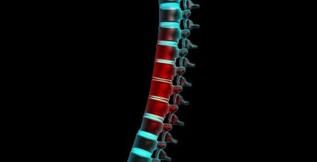 Scientists have encouraged sensory neurons to regrow in and work over large distances in rats with a specific protein