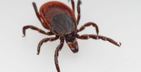 Lone star tick causes an allergy to meat, reported various people infected in long island, not known if it will wear off