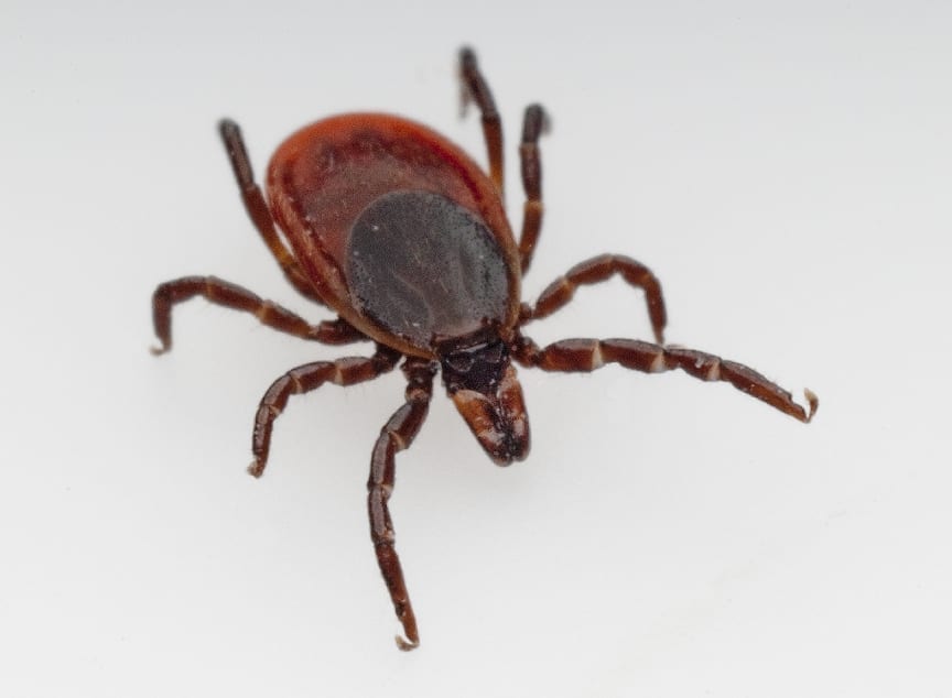 Lone star tick causes an allergy to meat, reported various people infected in long island, not known if it will wear off