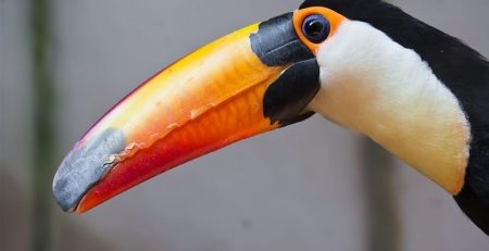 A toucan in Costa Rica was brutally attacked by a group of teenagers