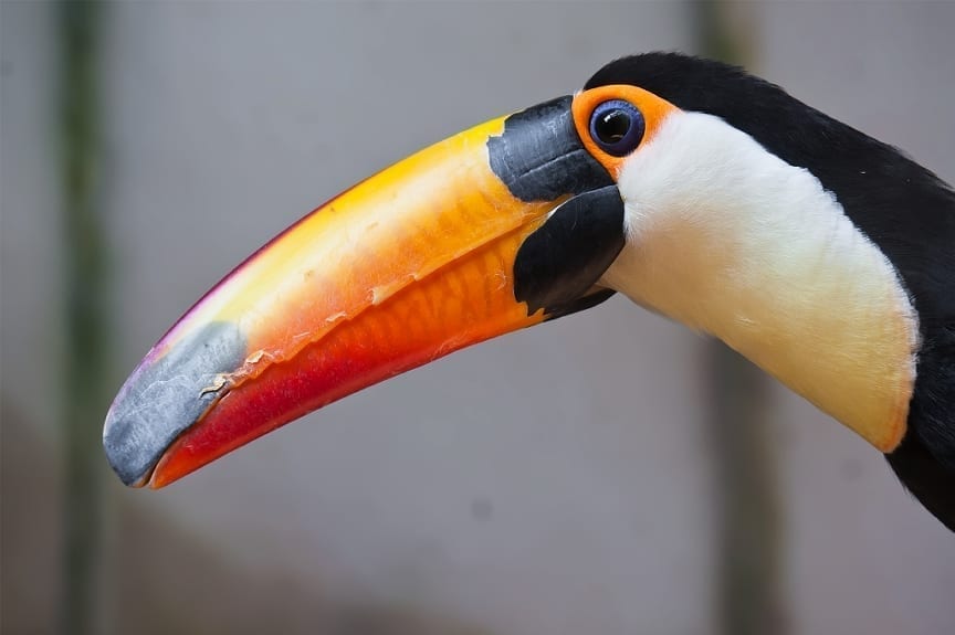 A toucan in Costa Rica was brutally attacked by a group of teenagers