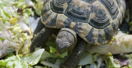 Turtle enjoying a dinner of greens