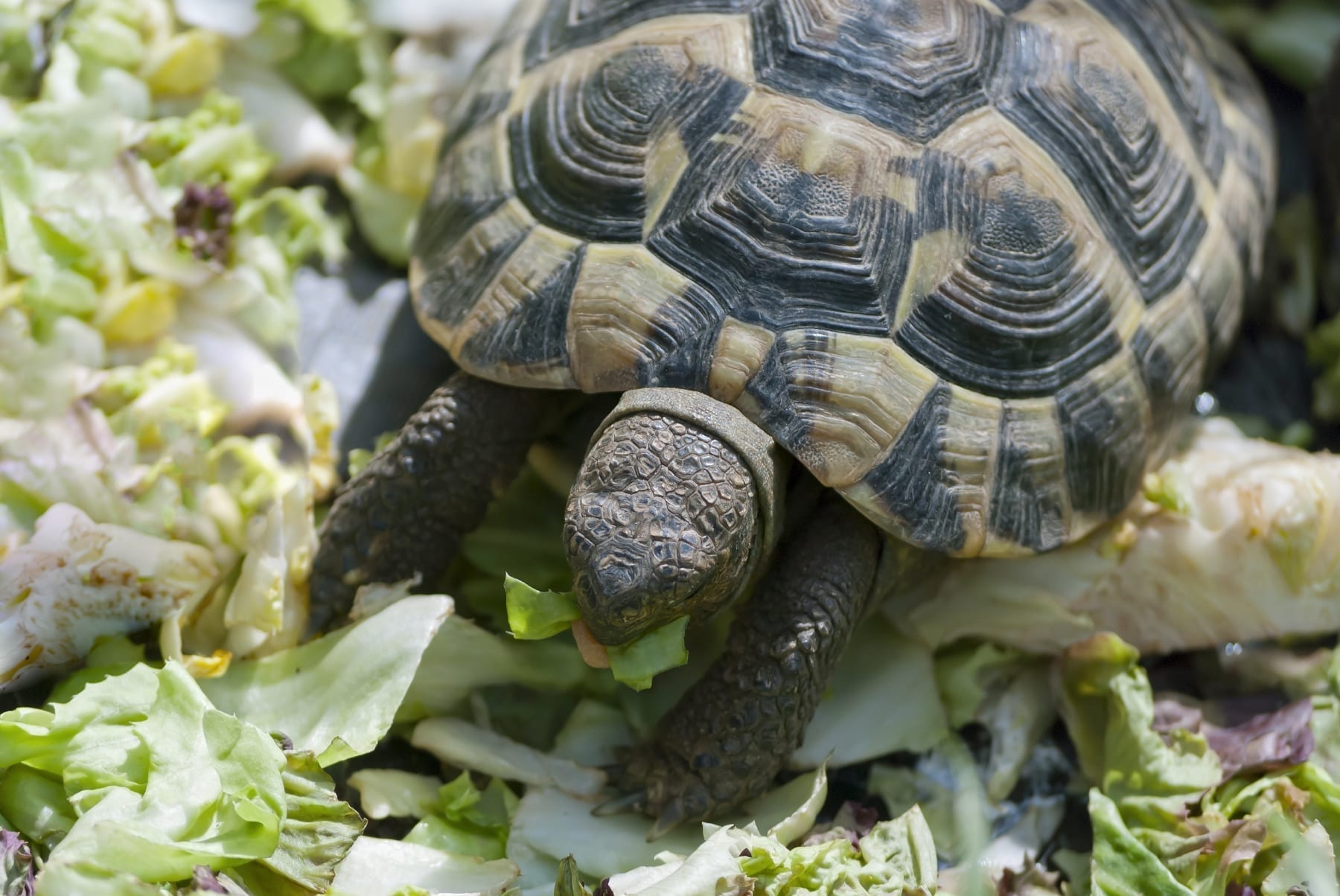 Turtle enjoying a dinner of greens
