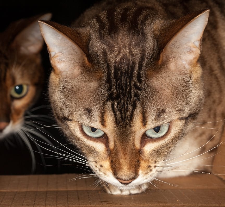 Two Faced Cat discovered to have severe Cancer