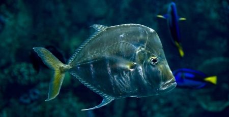 Living deep in the ocean will most likely make you slow and sluggish, but not for the opah, or moonfish