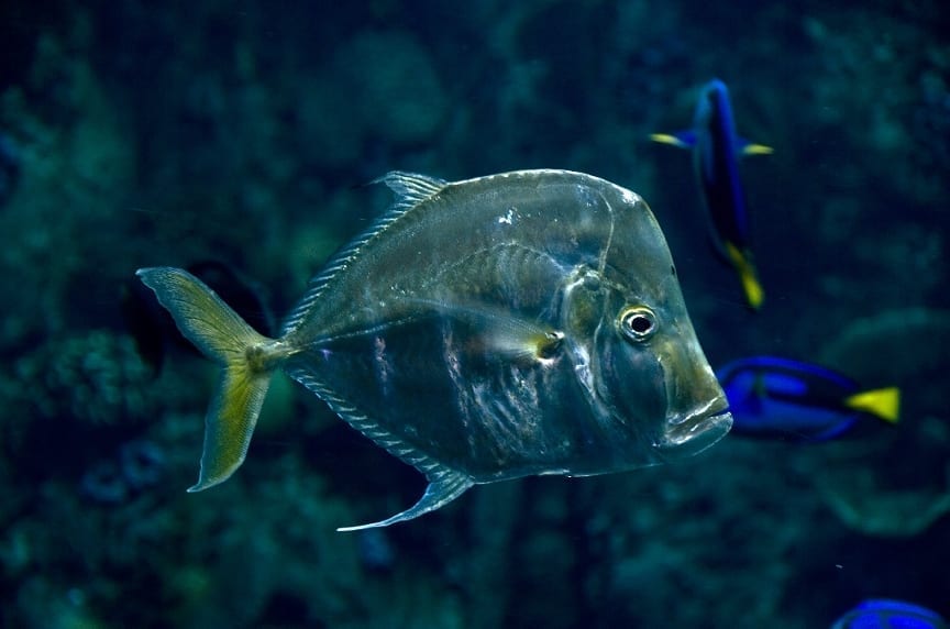 Living deep in the ocean will most likely make you slow and sluggish, but not for the opah, or moonfish