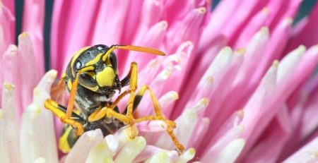 New research has revealed that the venom produced by the Brazilian social wasp to protect itself against predators