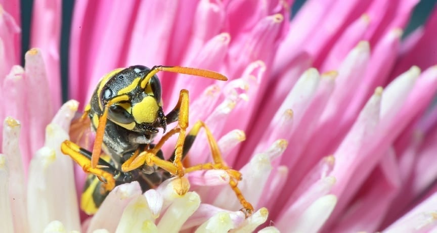 New research has revealed that the venom produced by the Brazilian social wasp to protect itself against predators
