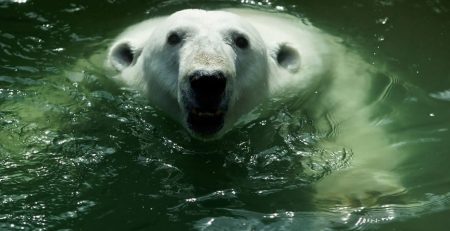 water bear is found Antarctica, has been around since the supercontinent, scientists hope it'll answer questions about how animals traveled, microscopic animals and can stand any climate/area