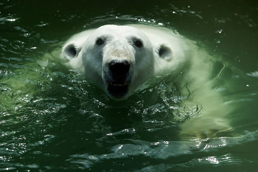 water bear is found Antarctica, has been around since the supercontinent, scientists hope it'll answer questions about how animals traveled, microscopic animals and can stand any climate/area