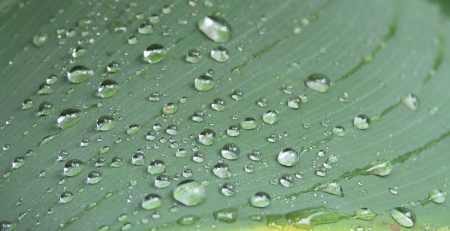 Droplets of water beaded up on a leaf