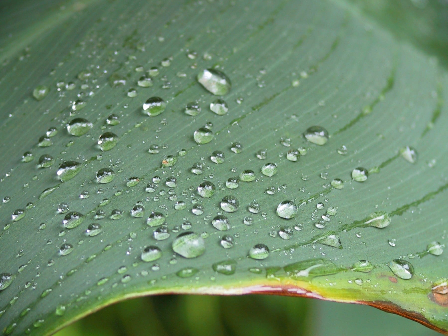Droplets of water beaded up on a leaf