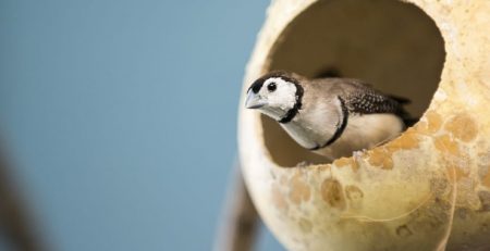 zebra finches use camouflage to disguise nest, researchers conducted study on housed finches