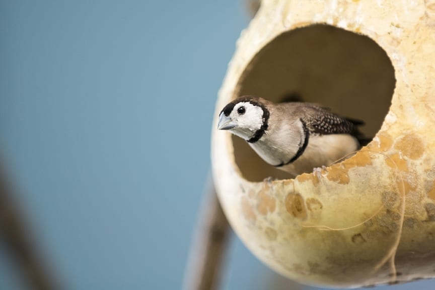 zebra finches use camouflage to disguise nest, researchers conducted study on housed finches