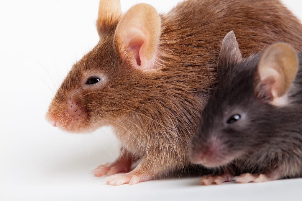 Young Human Blood Rejuvenates the Bodies and Brains of Old Mice