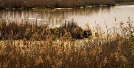 Lakes and rivers make excellent breeding ground for bacteria