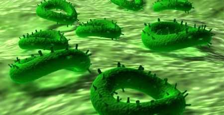 Reovirus infection can trigger immune response to gluten