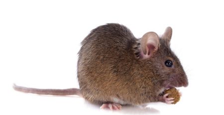 Gene associated with binge eating discovered in mice 
