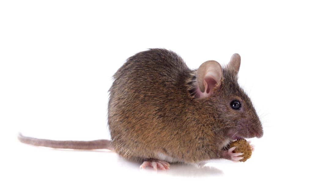 Gene associated with binge eating discovered in mice