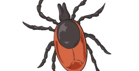 Lone Star Tick bites found to cause allergic reaction to meat