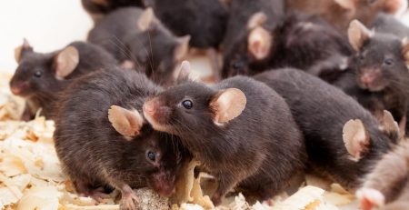 Sex Bias of Lab Animals May Impact Outcome of Studies