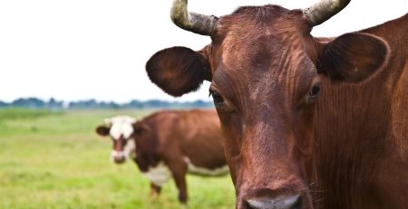 Cattle Could Play a Major Role in Development of HIV Vaccine