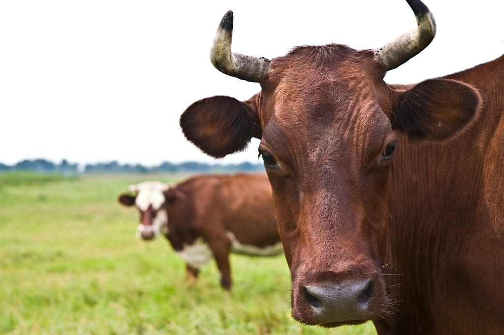 Cattle Could Play a Major Role in Development of HIV Vaccine