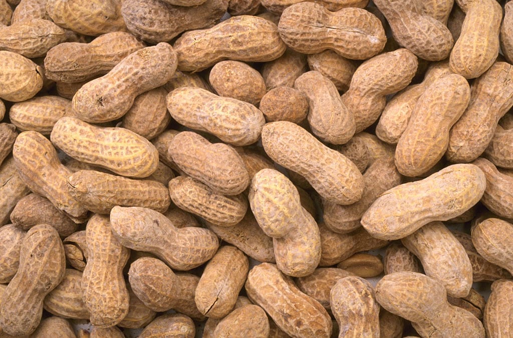 Researchers Continue to Make Progress Toward Curing Peanut Allergies