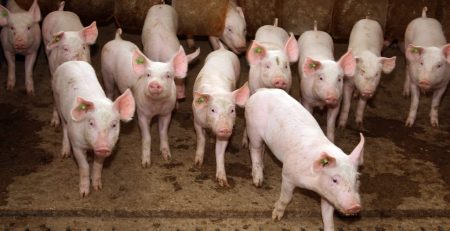 Scientist Genetically Modify Pigs to Make Them Less Fat