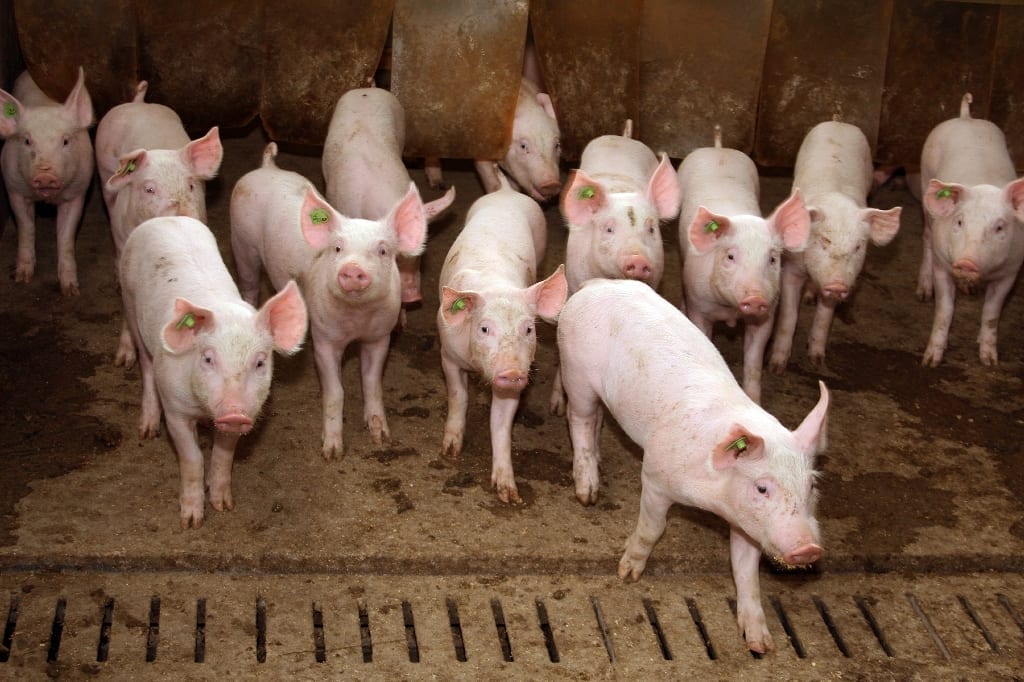 Scientist Genetically Modify Pigs to Make Them Less Fat