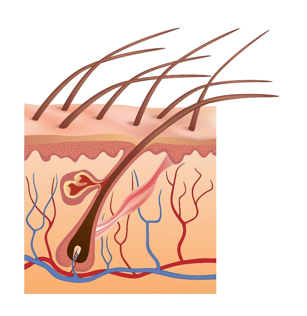 Scientists have developed skin that is capable of growing hair for the first time.