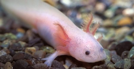 Axolotl genome sequencing leads to better understanding of regenerative genes.