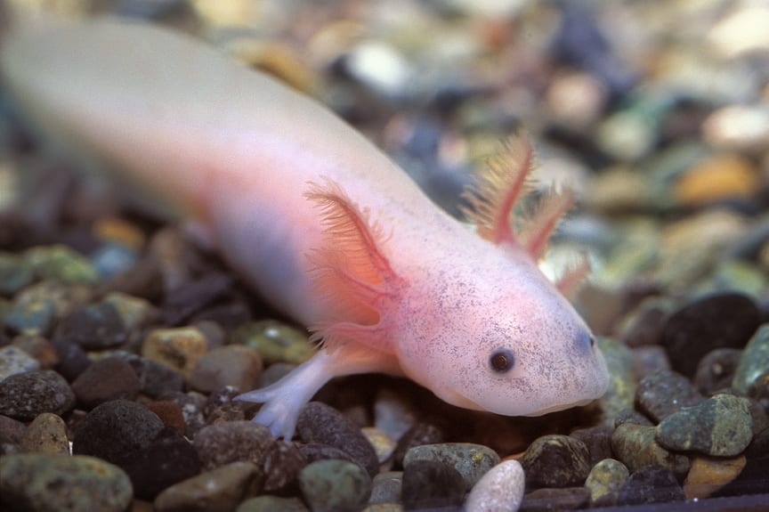 Axolotl genome sequencing leads to better understanding of regenerative genes.