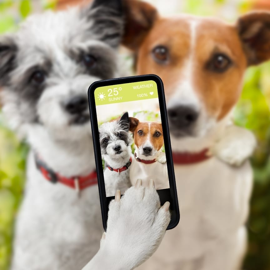New technology may soon lead to our pets communicating in English.