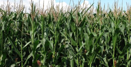 Genetically modified maize shows higher yield and lower toxins