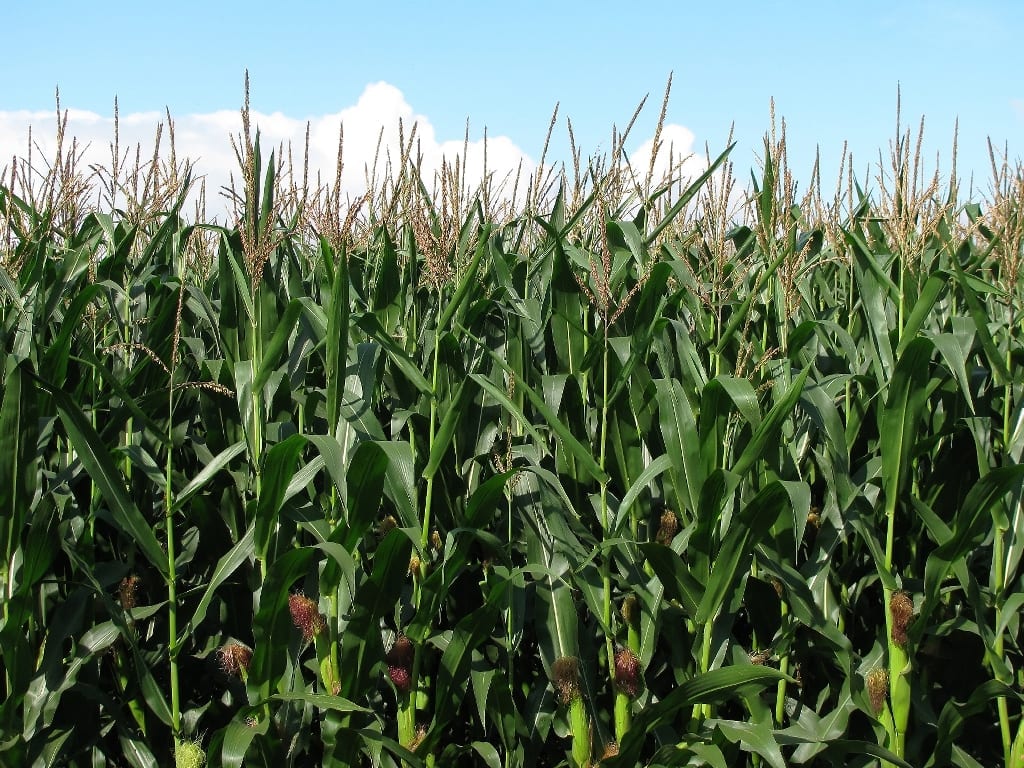 Genetically modified maize shows higher yield and lower toxins